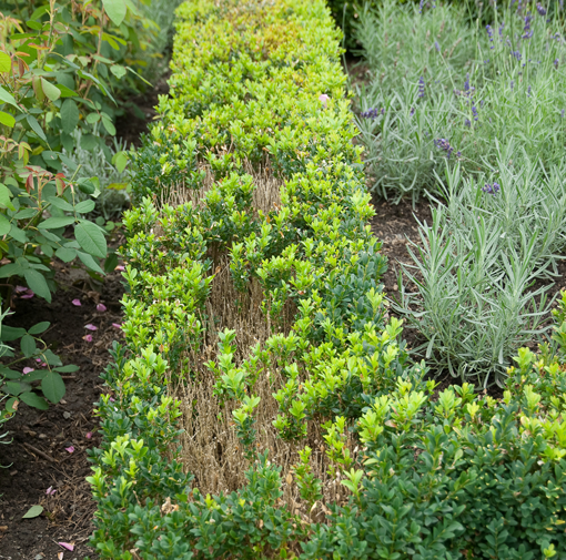 Buksbom (Buxus sempervirens) med omfattende bladfald efter angreb af Cylindrocladium buxicola, Oslo, august 2010. Foto: Erling Fløistad