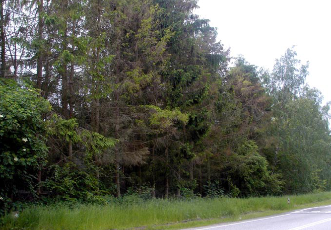 Figur 4. Læhegn med spredte døde træer efter angreb af sitkabladlus (juni 2007). Foto: Hans Peter Ravn.