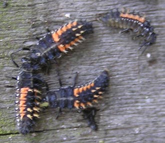 Figur 2. Larven af harlekinmariehøne kan kendes på den sorte farve og orangegule længdestriber. Foto: Susanne Harding