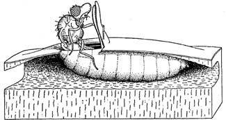 Figur 2. Nyklækket kristtorn-minérflue på vej ud af sit pupparium. Tegning: Miall & Taylor 1907