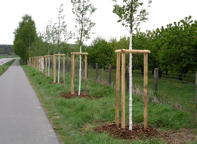 Stammebeskyttelse med hvid, langtidsholdbar farve. Foto: Horst Stobbe, Institute for Arboriculture, Germany.