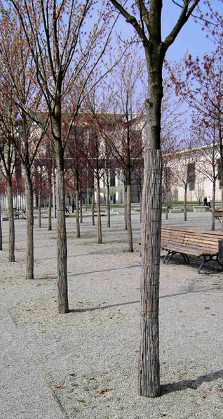 Stammebeskyttelse med sivmåtter. Foto: Oliver Buhler.