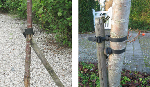 Figur 2. For sent fjernelse af opbinding, som nu hænger i stammen og har givet skader. Det er spørgsmålet, om opbinding overhovedet var nødvendigt fra starten. Fotos: Iben M. Thomsen