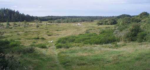 På et areal, der er fredet efter naturbeskyttelsesloven, har ejeren normalt ikke en egentlig pligt til at udføre naturpleje. I visse tilfælde kan der dog være pligt til at opretholde en bestemt tilstand af arealet. Foto: Bjarke Huus Jensen