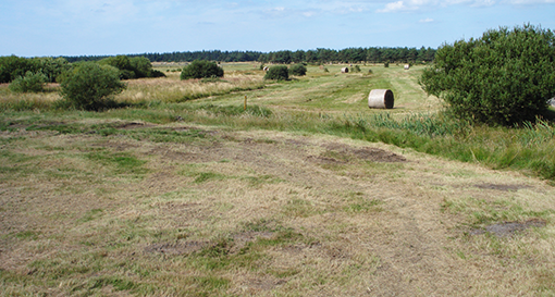 Mange tilgroede naturarealer og græsarealer er ikke egnede til afgræsning eller høst af foder men kan anvendes til bioenergi, hvis der samlet indgår tilstrækkeligt store arealer. Foto: Brian Ørnhøj Pedersen