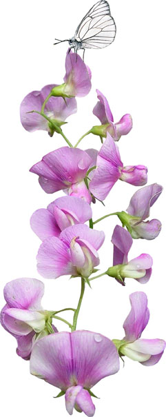 Når man først én gang har duftet til blomsterne af Lathyrus odoratus glemmer man ikke dens karakteristiske duft. Desværre har mange af de nyere sorter mistet deres duft på bekostning af form, farve og størrelse. For at sikre en kraftfuld duft kan man i plantevalget gå efter ældre sorter som f.eks. ’Painted Lady’ eller ’Matucana’. Illustration: Victoria Linn Lygum