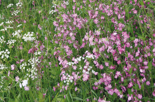 Dagpragtstjerne, Silene dioica trives i skovbryn. Foto: Jane Schul