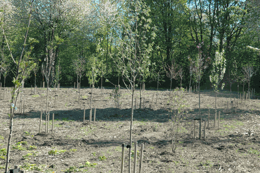 Samlingen af 67 mindre, blomstrende prydtræer er plantet i vinteren 2008-2009 i stør­relse 10-12 cm stammeomfang. Foto: Palle Kristoffersen