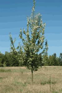 Prunus padus, Almindelig hæg plantet i Bytræarboretet i 2001. Foto: Palle Kristoffersen