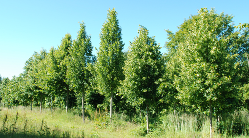 Figur 1. Sommerbillede af lindesamlingen i Bytræarboretet, Hørsholm.