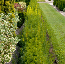 Taxus baccata ’Brande’