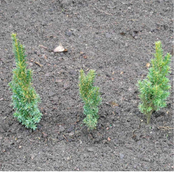 Taxus x media ’Hillii’