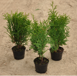 Thuja occidentalis 'Holmstrup'