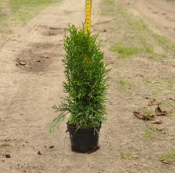 Thuja occidentalis ’Smaragd’
