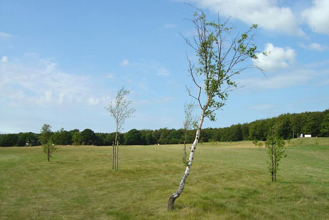 Træer udtaget fra eksisterende bevoksninger og udplantet som enkeltstående træer, er sjældent en god løsning. Resultatet er skæve og spinkle træer, der vokser dårligt. Foto: Jens Peter Nielsen.