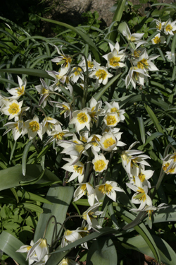 Erfaringen viser at en del sorter af tulipaner mest fungerer som »sommerblomster«, dvs. at de kun blomstrer det første år efter at være lagt i jorden. Visse sorter af tulipaner kan dog sagtens agere som stauder – dvs. at de blomstrer år efter år. Foto: Jane Schul