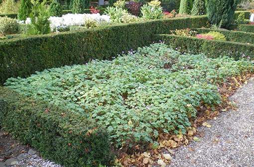 Alle ledige kistegravsteder på den gamle del af Ulkebøl Kirkegård tilplantes med stauder, f.eks. geranium. Målet er bl.a. at fastholde kirkegårdens landsbypræg. Foto: Lise Schmedes