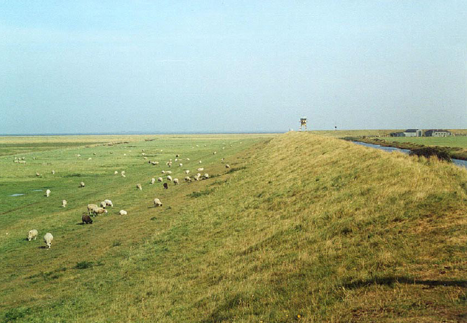 Stranddiger er også erosionsudsatte og tilsås derfor ofte med en blanding af rajgræs og strandsvingel. Foto: Anne Mette Dahl Jensen.