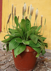 Dunet Vejbred (Plantago media) egner sig til dyrkning i mindre potter i planteskolen. I privathaven er planten et fint indslag i græs og steppebedet og som krukkeplante. Foto: Anne Mette Dahl Jensen