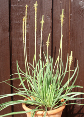 Strand-Vejbred (Plantago maritima) er egnet til dyrkning i 10-12 cm potter. I private haver er planten velegnet til ammenplantning med andre tørketolerante planter. Foto: Anne Mette Dahl Jensen