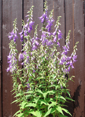 Nælde-Klokke (Campanula trachelium) er et smukt indslag i staudebedet eller som solitær staude. Foto: Anne Mette Dahl Jensen