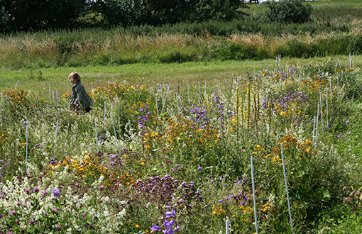 Markforsøg. Sommeren 2012. I forsøget er der anvendt almindeligt forekommende arter kendt fra den danske flora. Udvælgelsen er baseret på variation i vækst- og livsformer frem for specifikke arter. Foto: Mona Chor Bjørn