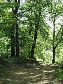 Bynær skov kan byde på andre oplevelser end den traditionelle bypark