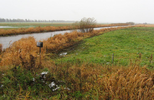 Landmænd mener, at der er risiko for at store arealer bliver vådere og dermed dårligere at dyrke i det flade Ryå-område. Foto: Stine Wamberg Broch.