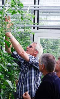 På den sociale virksomhed Saxen-høj produceres årligt et stort antal tomater til det lokale marked. Foto: Inger Grønkjær Ulrich.
