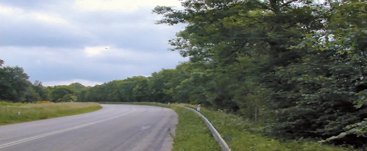 Figur 3: Levende hegn langs asfalteret vej med hurtig biltrafik.