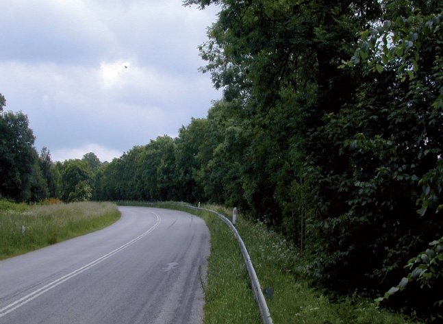 Figur 2: Levende hegn langs asfalteret vej med hurtig biltrafik.