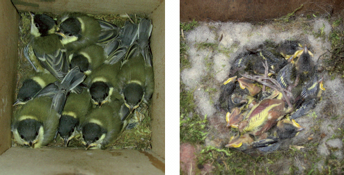 Figur 4: Til venstre er musvitungerne klar til at flyve fra reden; til højre er hele kuldet gået til, sandsynligvis fordi forældrefuglene er døde.