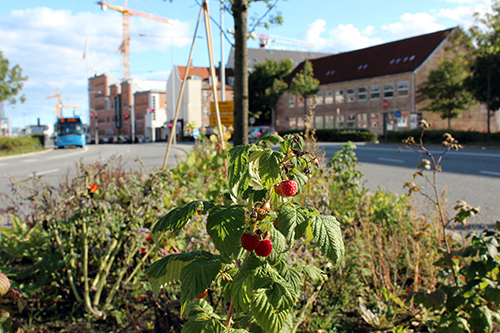 Et Spiseligt Landskab i Nørreport / Aarhus (Den 23. september 2012). Foto: Marie Markman