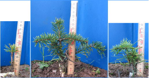 Fotos af tre planter – 1 år efter udplantning i feltforsøg – 4 år gamle. I midten en typisk udkrydset, og hhv. tv. og th. to små selvbestøvede.