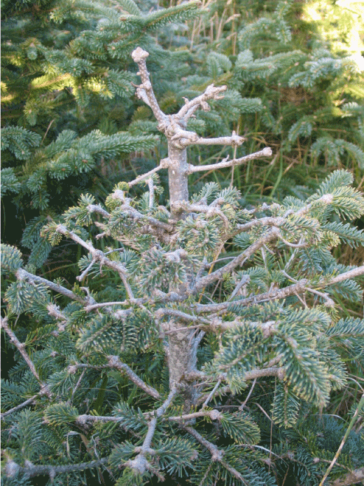 Knuder på nodier på grene, såkaldt 'kalkunfod'