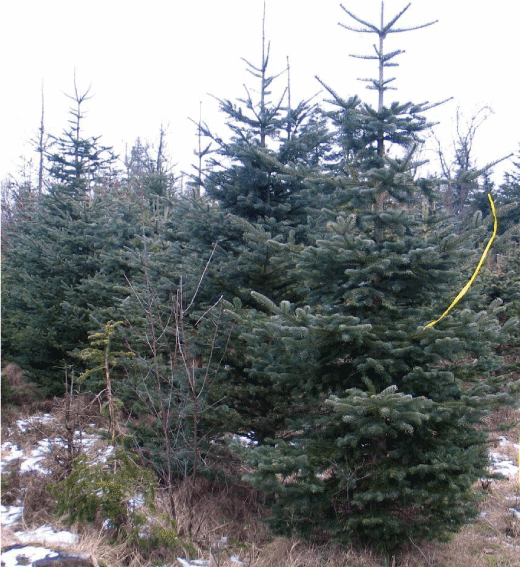 Proveniens nr. 217 White River