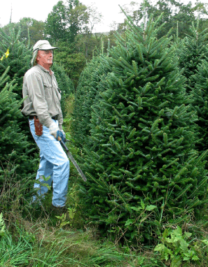 Figur 3. Beskæring af juletræer i USA sker som regel med lange, skarpe knive som vist her, men tidligere på vækstsæsonen. Foto september 2003 North Carolina. Foto: Iben M. THomsen