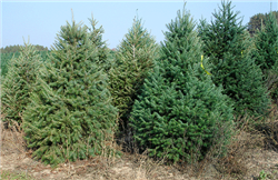 Figur 1. Formklippede douglasgran juletræer i Michigan, oktober 2005. Træerne til højre har fået farven frisket op med spraymaling, men forventes dog at blegne lidt inden salg. Træerne til venstre har den naturlige farve. Foto: Iben M. THomsen