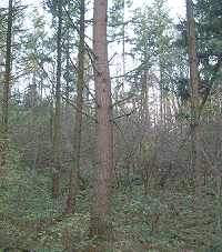Douglasgran med grove ­grene og ringe stammerethed.