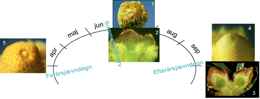 Foto 1-5. Knoppernes årsrytme. Foto 1. Spidsen af et topskud i slutningen af juni, alle nåle fjernet. Den nye topknop synlig i midten, omgivet 4 kransknopper. Foto 2. Længdesnit kort tid senere gennem topknop og en kransknop (til højre). Foto 3. Tilsvarende situation i oktober, når knopperne er fyldt med nåleanlæg. Foto 4. Anlægget til næsten års skud udgør den centrale del af knoppen, her udpræpareret. Bemærk de skruestillede nåleanlæg og vækstpunktet i spidsen. Foto 5. Som 4, men efter vinterhvilen; skudanlægget klar til strækning. Fotos H.N.Rasmussen
