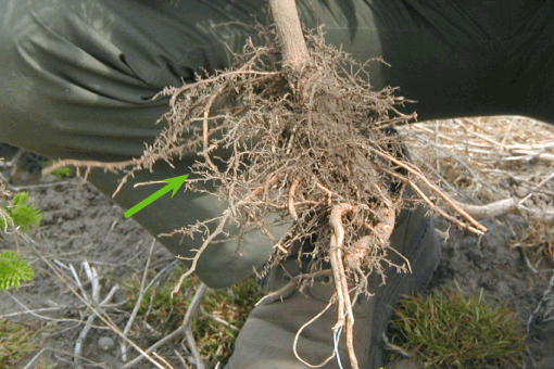 Figur 2. Vinterrodsystem, opgravet ca. et halvt år efter plantning. Rigt forgrenet med mycorrhiza, f.eks. ved pilen. Foto: Steen Sørensen.