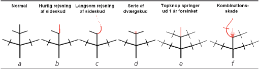 Figur 1. Skadetyperne afspejler, hvor og hvornår skaden er sket, og hvordan træet har reageret på skaden.