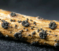 Figur 4. Frugtlegemer af Sclerophoma sp. på dødt nordmannsgranskud. Foto: Venche Talgø