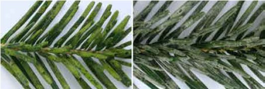 Figur 2. Kviste af nordmannsgran. Til venstre med levende algebelægninger til højre med døde belægninger. Foto: Ulrik Søchting.