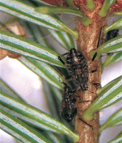Figur 1. Brun ædelgranbladlus kendes let på den betragtelige størrelse og de tværgående hvide voksstriber. Foto: Hans Peter Ravn