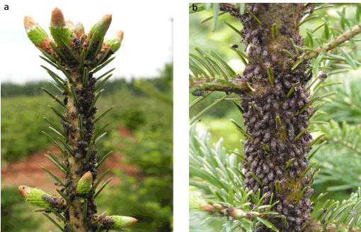Figur 2. Grupper af brun ædelgranbladlus sidder ofte på topskuddet (a) eller længere nede på stammen. Fotos Claus Jerram Christensen