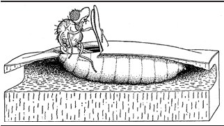 Figur 2. Nyklækket kristtorn-minérflue på vej ud af sit pupparium (tegning fra Miall & Taylor 1907).