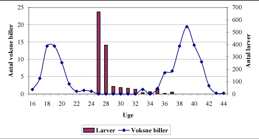 Figur 1. Gråsnudernes aktivitetsperiode. De voksne biller har en aktivitetstop om foråret og i eftersommeren-efteråret. De nyklækkede larver falder ned til jorden oppe fra kronen midt på sommeren. Den øvrige del af året ligger larverne i jorden.