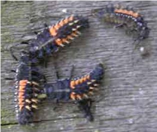 Figur 2. Larven af harlekinmariehøne kan kendes på den sorte farve og orangegule længdestriber. Foto: Susanne Harding