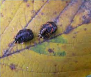 Figur 3. Pupper af harlekinmariehøne. Foto: Susanne Harding